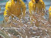 ODTÜ Deniz Bilimleri Enstitüsü’nden “BlackSea4Fish” Projesi