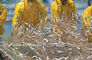 ODTÜ Deniz Bilimleri Enstitüsü’nden “BlackSea4Fish” Projesi