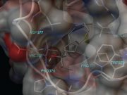 Doç. Dr. Çağdaş Devrim Son ve ekibi, anti-viral koku molekülleri kullanarak COVID-19 için olası tedavileri keşfetmek için çalışmalar yürütüyor