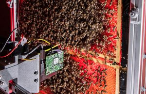 ODTÜ’nün arı kovanı gözlemleyebilen robotik sistemi, seçkin Science Robotics dergisinin kapağında